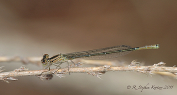 Enallagma aspersum, young male